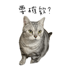 美國短貓-摩卡生活日常用語