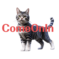 american shorthair2 chama