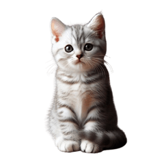 American Shorthair Kitten Stickers.