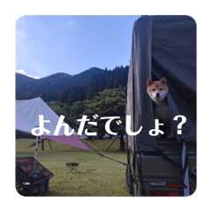 Japanese dog life2