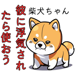 Shiba Inu questioning cheating