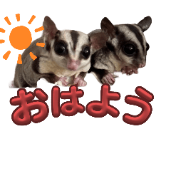 ヨッピーのモモンガ！！