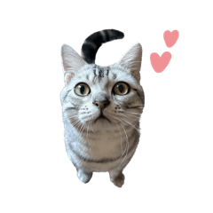 Mandy_20240703200321 – LINE stickers | LINE STORE