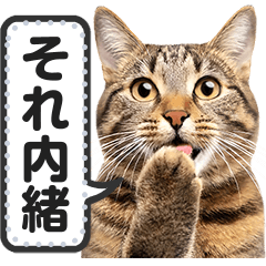 Let's talk with brown tabby cat meme!