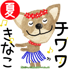 Chihuahua "KINAKO" 2024SUMMER