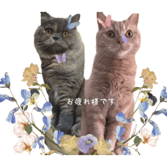 2nyans2