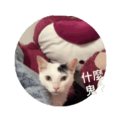 咪咪貓貓～
