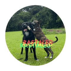 RASTA_20240703211405 – LINE stickers | LINE STORE