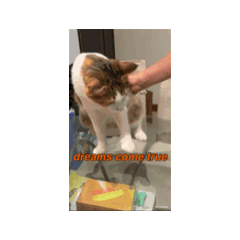 橘子肖婆第11輯