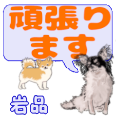 Iwashina's letters Chihuahua (2)