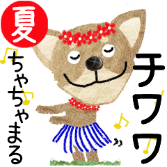 Chihuahua "CHACHAMARU" 2024SUMMER