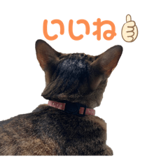 omo_20240704200243