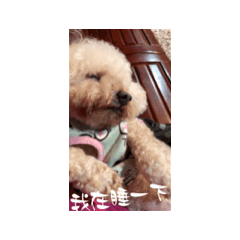 敲可愛小錐