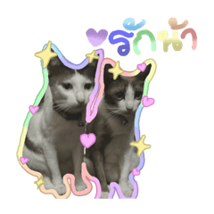 Meow Family_20240705193150