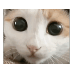 naughty calico cat GIFs