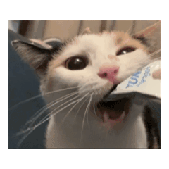 hungry calico cat GIFs