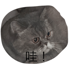楊家寶寶們2