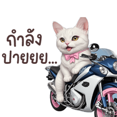 White cat, cute cat, racing type