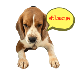 okaradet_20240706194254