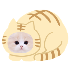 貓貓島嶼