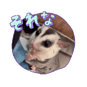 Sugar glider Family is Happy!