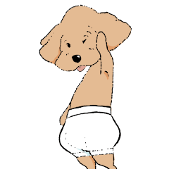 Toy poodle wearing diaper.