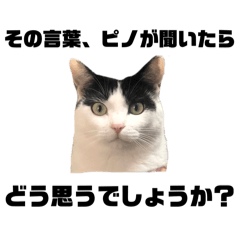 Cat company_20240706190945