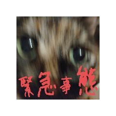 kawaisugi_cat