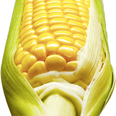 大玉米