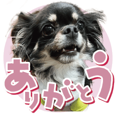 bibiri Chihuahua chimaki