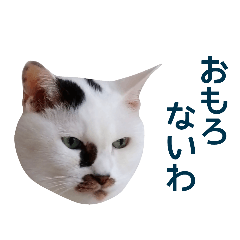 Japanese cat Umekichi 3 dialect edition