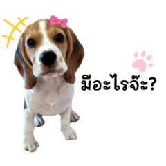 Muffin the Beagle - มัฟฟินเดอะบีเกิ้ล