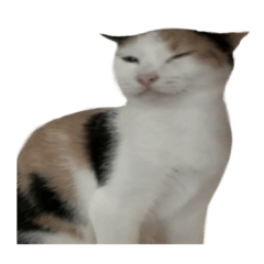 yippee calico cat memes