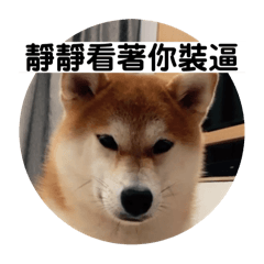 肉絲語錄