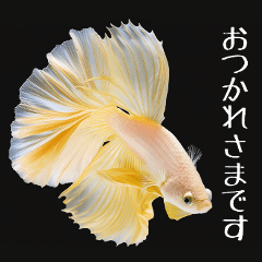 よく使う４つのあいさつ（熱帯魚のベタ）