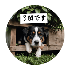 AIDog11(Japanese,English,Chinese,Korean)