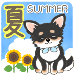 【夏の会話】可愛い黒チワワ犬ちゃん
