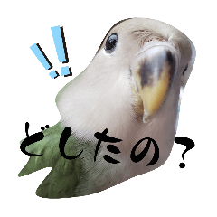 YOLO_20240709063146