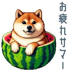 summer watermelon shiba dog