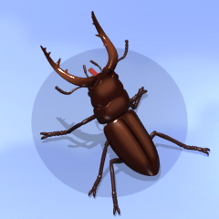 Stag beetle on the smartphone 5