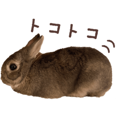 Rabbit Noru-chan