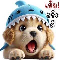 Cute Golden Retriever - shark hat