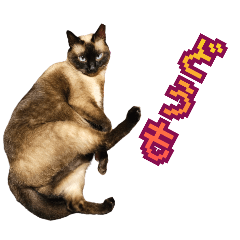 cute Siamese cat  3