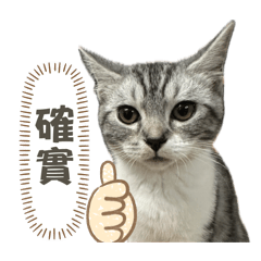 淡淡2_一隻住竹北的美國短毛貓