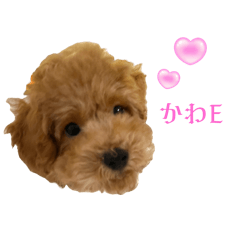 komapi_20240710223730