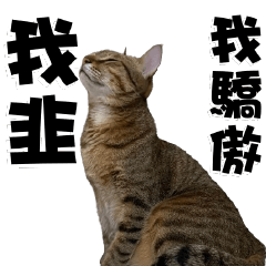 Cats Stocks languages.