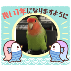 コザクラインコのうめちゃん4