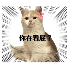 妞妞來了！！！