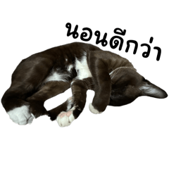 Black cat555_20240711184949