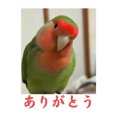 コザクラインコのうめちゃん3−1